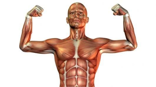 Photo of بناء العضلات